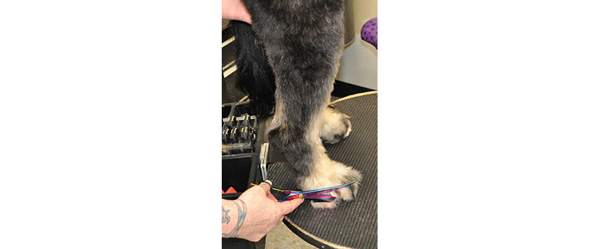 Grooming the Bernadoodle